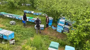 Yığılca'da Arıcılığa Destek Projesi