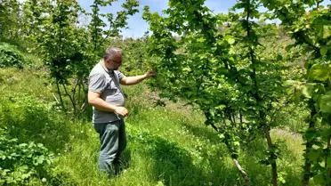 Zonguldak'ta Meyve Ağaçları Kontrolleri Devam Ediyor