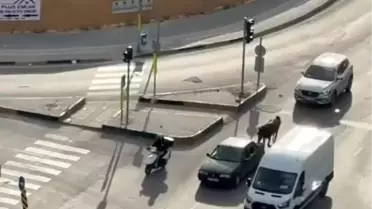 Adana'da Atı Araca Bağlayana Ceza