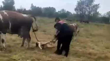 Jandarma, Doğumda Hayvanı Kurtardı