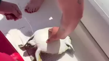 Amatör Balıkçılar Yavru Kaplumbağayı Kurtardı