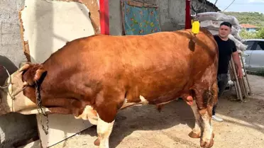 Otomobil fiyatına kurbanlık boğa