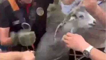 Drenaj Kuyusundaki Keçi İtfaiye Ekiplerince Kurtarıldı