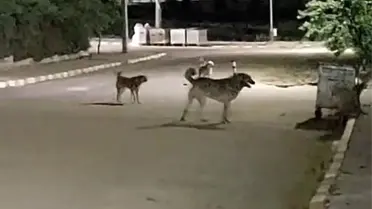 Malkara OSB'de Sokak Köpekleri Tedirginlik Yarattı
