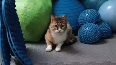 Depremden Kurtarılan Kedi, Yeni Yuva Buldu