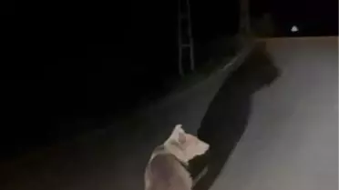 Karabük'te Bozayı Görüntülendi