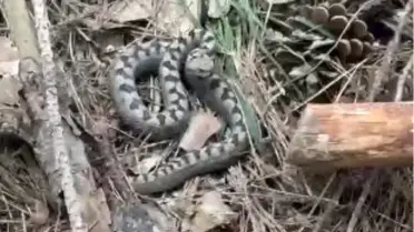 Yedigöller'de Zehirli Yılan Görüntülendi