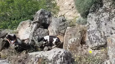 Aydın'da Kaybolan Hayvanlar Drone ile Bulundu