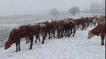 Kar Yağışında Sürü Ağaçlandı
