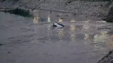 Kadirli'de Sel Felaketi