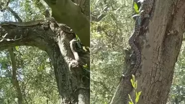 İznik'te Zeytin Ağacında 2,5 Metrelik Yılan