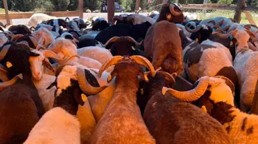 Kocaeli'de Kurbanlık Fiyatları Belli Oldu