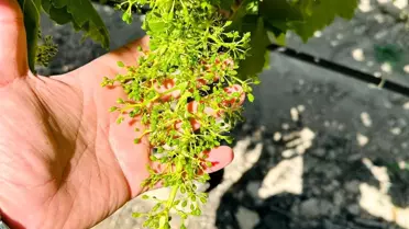 Salihli'de Üreticilere Külleme Uyarısı