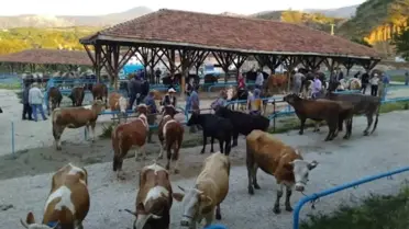 Tosya'da Kurbanlıkta Şap Hastalığı Tespit Edildi