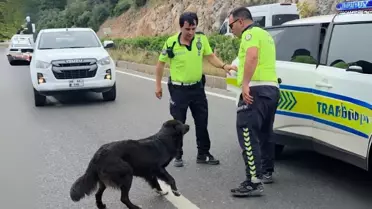Polisten Sokak Köpeğine Hassas Davranış