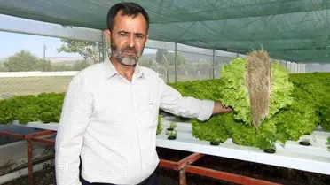 Gaziantep'te Topraksız Tarım ile Hızlı Marul Üretimi