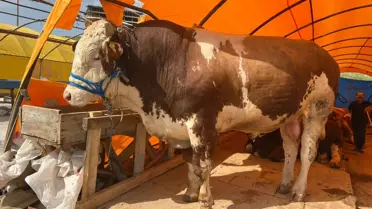 Ankara'da Kurban Pazarı Yoğunluğu