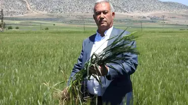 Gaziantep'te Buğday Rekoltesi Umut Veriyor