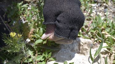 Sivas’ın Madımak Otu Pazarları