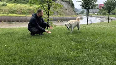 Uyuyan Köpek Bankada Mahsur Kaldı