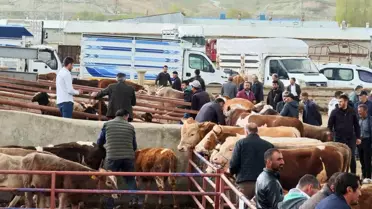 Aşkale'de Kurbanlıklar Görücüye Çıktı