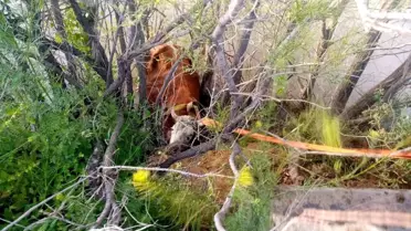 Erzincan'da Nehir Kıyısına Düşen İnek Kurtarıldı
