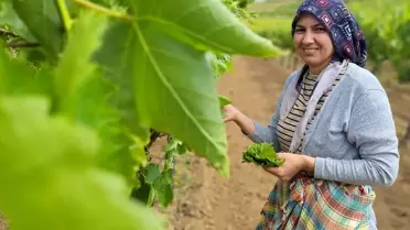 Sarıgöl'de Yaprak Toplama Sezonu Açıldı