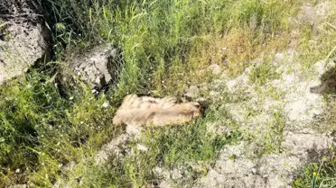Adıyaman'da Çizgili Sırtlan Telef Oldu