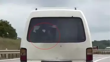 Sakarya'da Buzağı ile Yolculuk