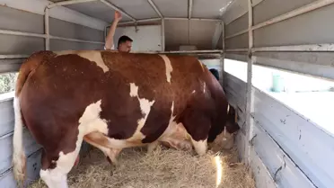 Kayseri'de Şampiyon Boğa Satışı