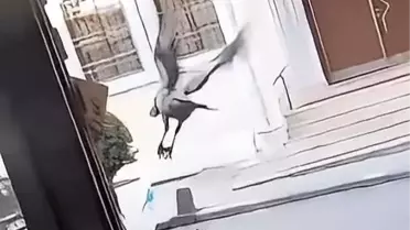Karga Yumurtayı Kapıyor