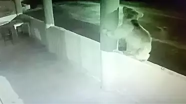 Yavru Ayı Alabalık Lokantasını Bastı