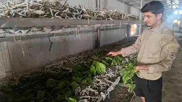 Sason'da İpek Böcekçiliği Gelir Kapısı
