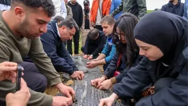 Bilecik'te Çilek Üretimi Artıyor