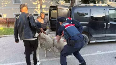 Polatlı'da Koyun Hırsızlığına Operasyon