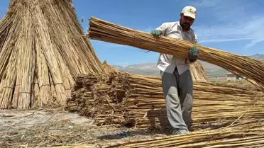 Eber Gölü'nde Kamış Rekoltesi %70 Düştü