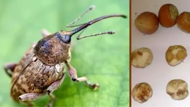 Fındık Kurduyla Mücadele Zamanı