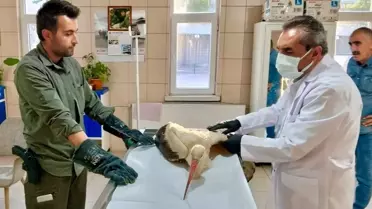 Leylek Tedavi Altına Alındı