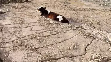 Asitli Betona Düşen Düğünlük Düve Yanıklar İçinde Kurtarıldı