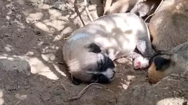 Hatay'da Mahsur Kalan Yavru Köpekler İtfaiye Ekipleri Tarafından Kurtarıldı