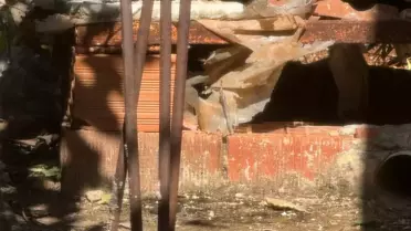 Finike'de Yılanların Çiftleşme Dansı