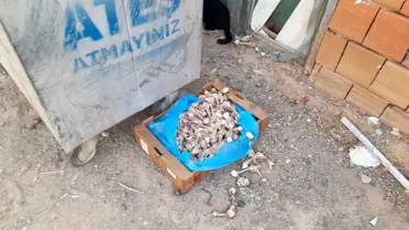 Apartman Komşularından Köpek Şikayeti