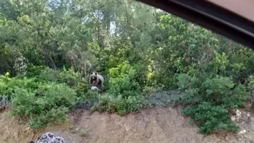 Bilecik'te Ayı Görüntülendi!