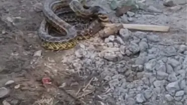 İlçeyi yılanlar bastı! Belediye araç motorlarından, binalardan topluyor