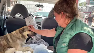 Kaybedilen Köpeğin Yerine Sokak Hayvanı Sahiplendi