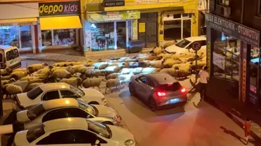 Tokat'ta Yayla Göçü Coşkusu