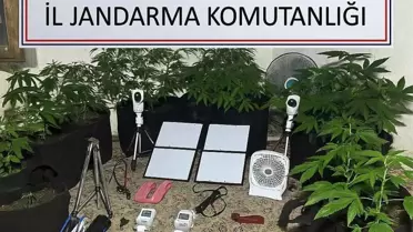 Kenevir Yetiştiren Öğrenci Yakalandı
