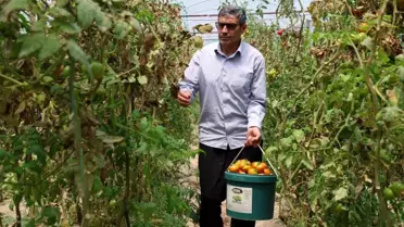 Çiftçi Serasında Domates Üretimine Geçti