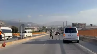İskenderun'da Deve Kuşu Trafiği Karıştırdı