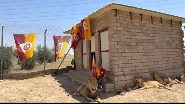 Aslanlarla Şampiyonluk Kutlaması